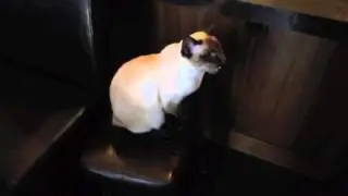 Shut It Sybil - A duet