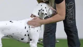 Foundation For Agility - FUN Online course by OneMind Dogs
