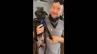 Funny prank with squeaking toy and dogish creature 😂