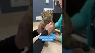 Подброшенная в клинику кошка