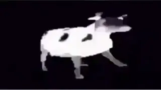 польская корова танцует но это головоломка