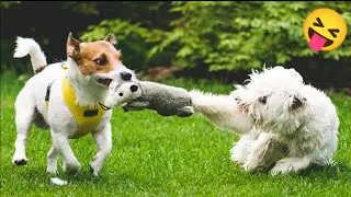 New Funny Animals 😂 Funniest Cats and Dogs Videos 😺🐶|| Part 2