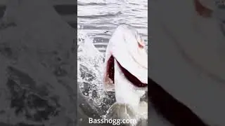 Amazing! Bass Going Crazy Jumping to Get a Meal #basshogg #bass #fishing #jumping #amazing