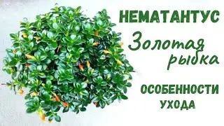 Нематантус! Золотая Рыбка! Все секреты ухода в одном видео!