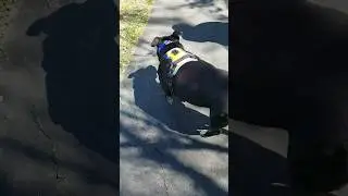My Buddha Bear out for a stroll with his Bright Orange Phoepet Dog Harness #phoepet desneys_vision