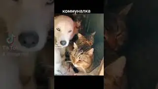 #котыприколы