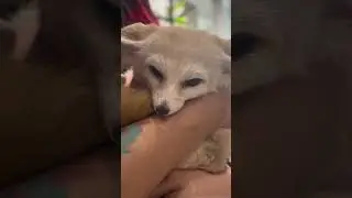 Вот такие гости приходят к нам в магазин 😍 Все знают кто это❓
