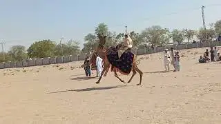 race desert animals Camel 🐪🐫 romance desert