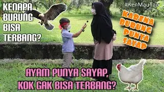 WHY BIRD CAN FLY BUT NOT CHICKEN?