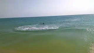 Дельфины 1