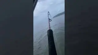 Айрат - охотник на сомов!