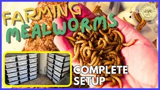 How I FARM MEALWORMS for My CHICKENS