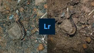 Macro Photography using Gcam And Stock Cam