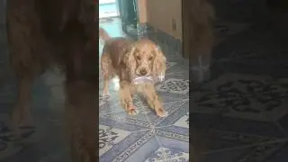 Scooby ன் சேட்டைகள் #kalki #youtubeshorts