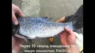 CHUSM-100 чешуесъемная машина. Бережное удаление чешуи не повреждая тушку рыбы.