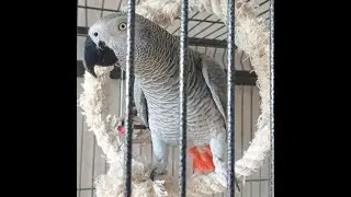 Попугай Гоша