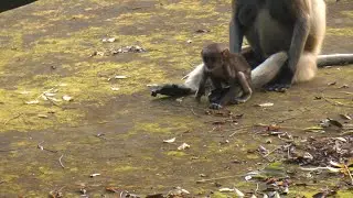 Baby Monkey Playing Time