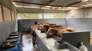 SPECIAL🔥🔥🔥. A simple, super clean COW PEN design is the dream of YOUNG FARMERS??!!