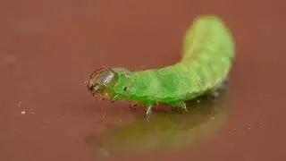Green Caterpillar - Macro Videography
