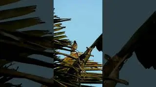 Red vented Bulbul
