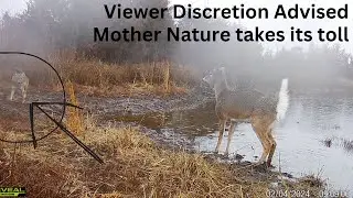 Deer fights for its life at the watering hole Trail Cam Compilation