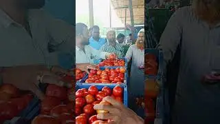 Punganur tomato MSM 🍅🍅 1/10/2024 #tomato #punganurtomatomarket #smartphone #trending