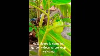 #garden