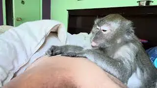 ASMR Pet Human Morning Grooming by Abby Louise