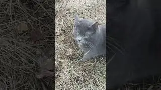 Мои кошки