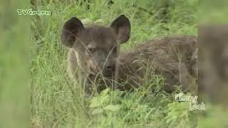 FaunaView: FaunaView: Kruger Park #3 (video_only)