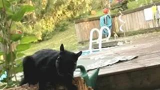 Squirrels.