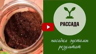 Посадка эустомы в банку 🌱 Ирландская роза ☘ Результат эксперимента ✓ садовые цветы