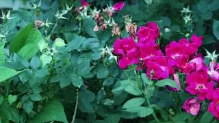 Dead Heading The Roses With Sweet Lightning