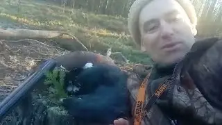 Стихи с глухариного тока