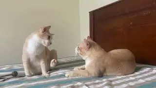 Fighting For Fun..😹😻❤️#cutecat