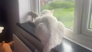 Icewing talking to the birds