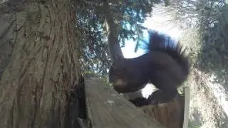 Scoiattolo ripreso  con fototrappola - Squirrel fototrap