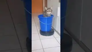 shocking clean cat with bucket SUDZ JOB
