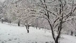 деревья в снегу