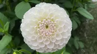 photos of interesting plants #photography