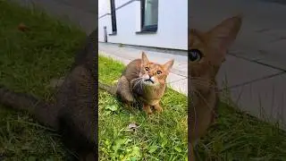 50 оттенков чаузи Астрид 😹