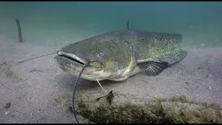 The CATFISH: the GIANT of the river!