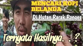Mencari kopi peninggalan belanda di hutan Rarak Ronges #kopirarak #rarakrongesmendunia