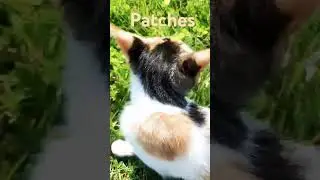 My cats. #2