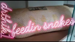 big pythons eat pigs (viewer discretion advised)