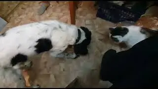 пельмени