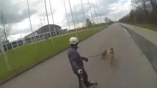 Dog Boarding