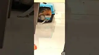 Não perturbe! hora do soninho #perfectloop #funny #satisfyingloop #pomeranian #cachorro