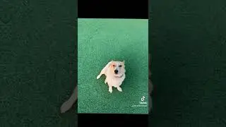 Боссик