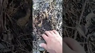 След возле села / Осторожно, тигр!!!